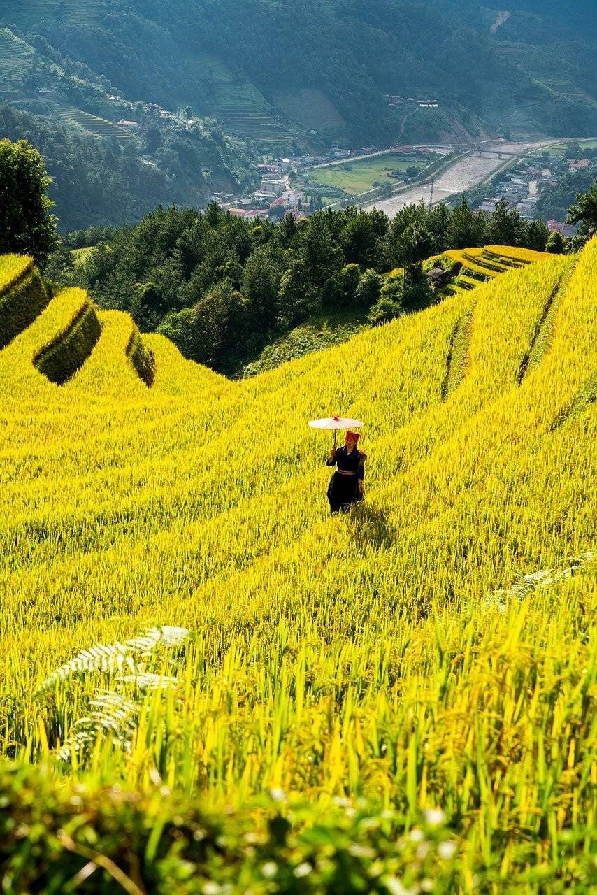 mountains, plateau, step, field, people, rice, nature, countryside, outdoors, agriculture